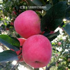 宁夏沙坡头红富士苹果收货量大