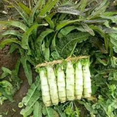 山东郯城万亩福建莴笋上市，货源充足，保质保