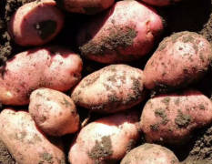 2017沽源大量优质土豆即将上市，有荷兰