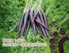 2017莱阳紫色胡萝卜 胡萝卜种子