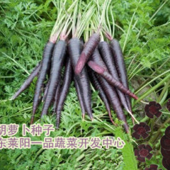 2017莱阳紫色胡萝卜 胡萝卜种子