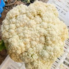 徐州沛县白面青梗松花菜