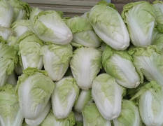 粱园白菜优质白菜供应，价格2-3角一斤