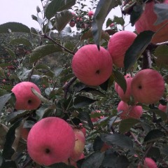 2017海城本村有大量寒富、乔纳金等苹果