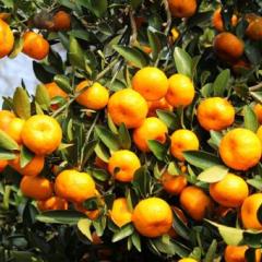 南丰蜜桔 为广大外地客商向导