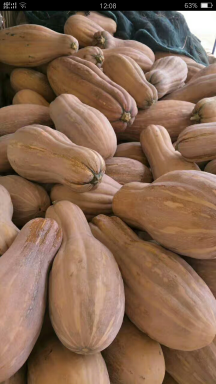 湖北荆州地区发放大量金优南瓜