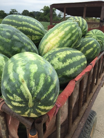 2017临桂大量供应缅甸花瓜 12-15斤起步 - 西瓜商情