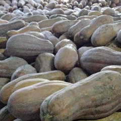 2017大丰南瓜 海南瓜上市，单瓜每只5斤以上