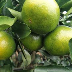 普早蜜桔上市中今年受雨水的影响