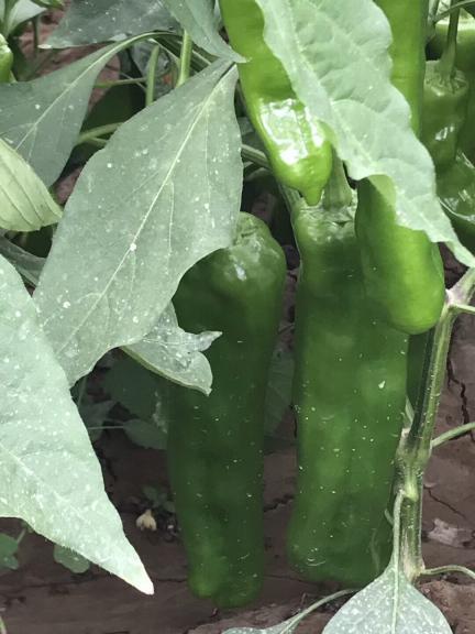 供应华州二炮辣椒陕西省劳模董瑛飞为您服务