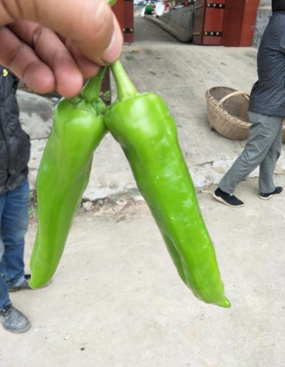 供应华州二炮辣椒陕西省劳模董瑛飞为您服务