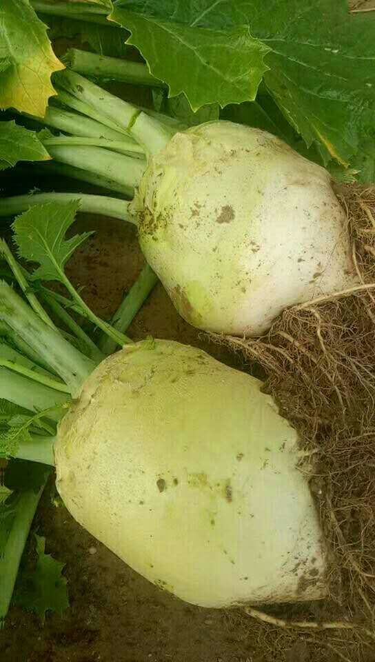 供应凌海右卫张军10月日本光头芥菜