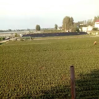 2017年山东郯城福建飞桥紫叶香价格