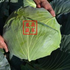 2019年9月蒲城扁包平包甘蓝大量销售中