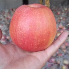 陕西红富士苹果基地直销
