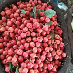 河北遵化红山楂颜色红果质硬，耐储存