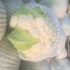 三原老尉老尉10月雪宝菜花
