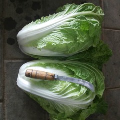 2017三原小白菜今年价格有看点