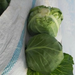 2017三原甘蓝收购工作全面开展