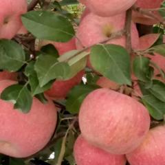 大荔两宜镇红富士苹果 遍体通红，形状很圆