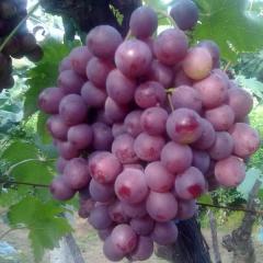 大荔红提大量还有货源，红提走势比较稳定