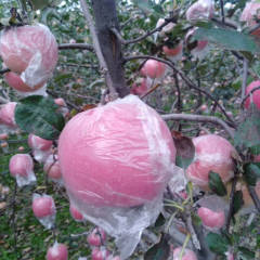 陕西大荔纸袋，膜袋，纸加膜红富士苹果