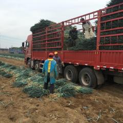 山东平度铁杆大葱火热购销中！