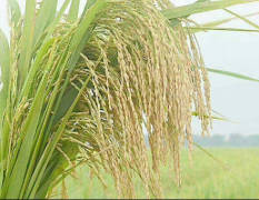 哈尔地区水稻大量上市，面积大