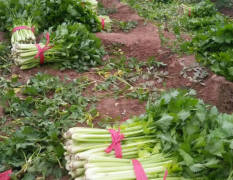 夏邑芹菜，本地芹菜分为陆地和大棚种植