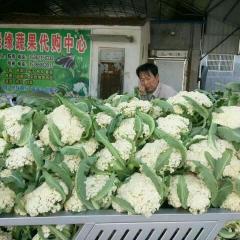 沛县白面青梗松花菜基地欢迎您