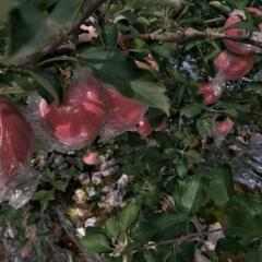 黄土高坡纸夹膜红富士苹果大量供应，纸加膜红富士价格