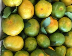 惠州东景农贸市场柑橘 新鲜橘子 口感好