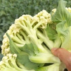 2017兴城有机青梗菜花今年价格有看点