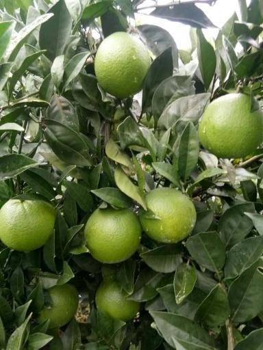 2017年湖南麻阳纽荷尔脐橙价格