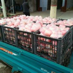 山西万荣临猗纸夹膜和膜袋红富士大量上市啦