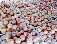 2017寿光自家果园出售大量长枝红星苹果