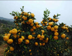 南丰蜜桔是全国十大柑橘良种之一