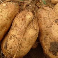 收购红薯西瓜红烟薯25蜜薯