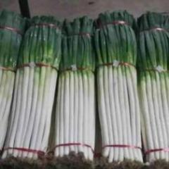 山东大葱价格行情平稳临沂费县张浩诚信合作