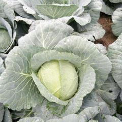 山东平度我处甘蓝现在开始陆续上市了