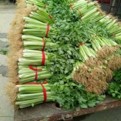 山东沂南小西芹芹菜价格适宜