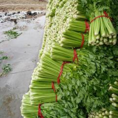 山东沂南美国西芹芹菜绿色无公害