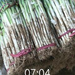 2017东昌府大葱 本处大葱大量上市中