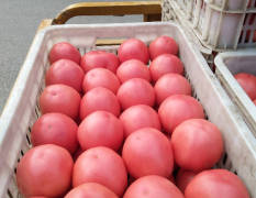 河北省大棚西红柿大量上市