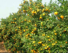 全州柑橘 我们村委的南丰蜜橘以大量成熟