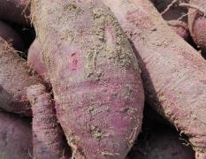 滕州红薯主要品种有商署19，红香蕉