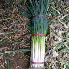 山东费县本基地常年供应铁杆大葱