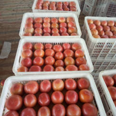 东昌府沙镇硬粉上货量在50万斤左右质量好