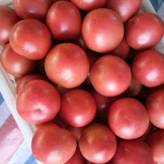 2017费县西红柿 千亩大棚蔬菜大量上市中