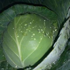 河南新野甘蓝常年供应，有中甘二一，旺旺